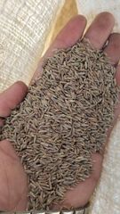 Cumin Seed - Image 2