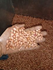 Bold Peanut Supplier Exporter India - Image 1