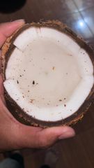 Semi Husked Coconut for middle east - Image 4