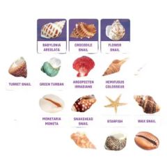 Wholesale Ocean Fossil Kit Science Educational Fossil Collection Gift Dig Kits Toys - Image 2