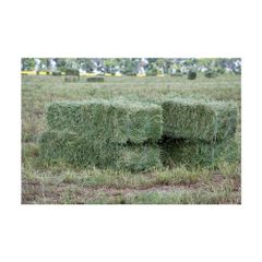 Alfalfa Hay