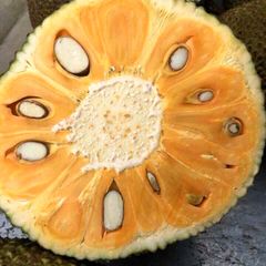 Fresh Jackfruit Export from Vietnam - 100% Organic High Quality (Certification: GAP, HACCP...) - Image 4