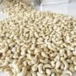 Wholesale Premium Cashew Nuts – Large Whole Kernels Supplier - Image 5
