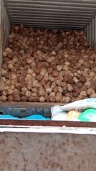 Fresh Coconut from Indonesia is the best and cheap Style Fresh Type Coconut Variety Matured Coconut Place of Origin - Image 5