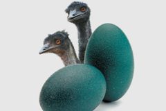 Edible emu eggs bulk trade - Image 3
