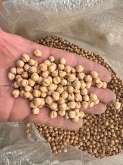 Kabuli Chickpeas - Image 2