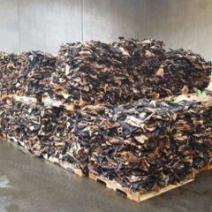 High Quality Donkey Hides, Bulk Wholesale, Cheap and Affordable - Image 5
