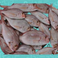 Fish - Image 1