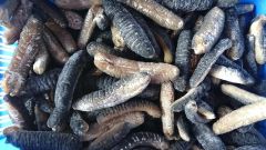 Dried Sea Cucumber available in sizes for sale - Image 4