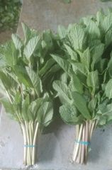 Herbs and Chillies (Fresh and Dried) – product photo 4, product detail gallery