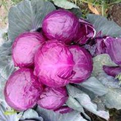 white Cabbage Style Fresh Address egypt Model Number 1 Quality Top Grade Manufacturer Bloom Taste Natural Taste Color Purple, - Image 2