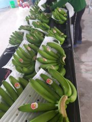 Vietnamese banana Cavendish type with Top grade Quality Natural and Fresh Bananas good selection - Image 5