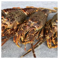 Crayfish/Crawfish / Lobster Crawfish Style Fresh Type Lobster Weight (kg) 5 Packaging Bulk Content LOBSTERS Variety - Image 1