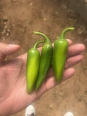 Green Bullet Chilli - Image 3
