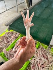 Grade A Halal :Frozen Chicken Feet, Frozen Chicken pews, Frozen Chicken Tails, Frozen Chicken wings,Mixed Chicken Thighs - Image 5