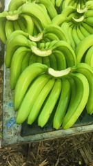 cavendish banana (G9) – product photo 4, product detail gallery