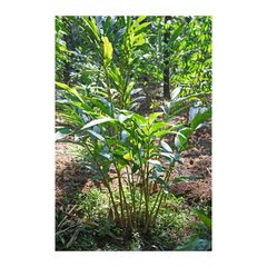 wholesale supplier of green cardamom elaichi pods bulk export quality spice for tea companies food processing bakery production and international markets with consistent quality and reliable delivery - Image 4