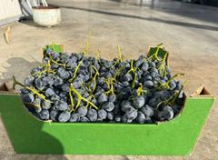 Black seeded grapes - Image 2