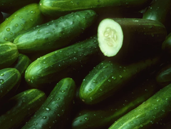 Fresh Cucumber – product photo 5, product detail gallery