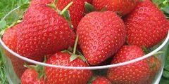 Fresh Strawbery Royal Sovereign – product photo 4, product detail gallery