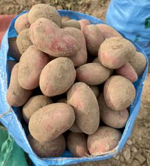 Pakistan Fresh Potatoes Mozika Red Yellow, FOB Karachi - Image 3