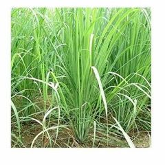 lemon Grass - Image 3