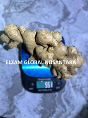 Fresh Elephant Ginger Premium Quality / Indonesian Spices Wholesale Export Supplier - Image 4