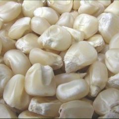 Yellow Corn & White Corn/Maize for Human & Animal Feed FOR SALE/GRADE 1 Non GMO White and Yellow Corn/Maize – product photo 4, product detail gallery