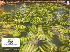 Cavendish Banana from Viet Nam – product photo 2, product detail gallery