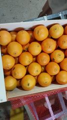 Fresh clementine – product photo 3, product detail gallery