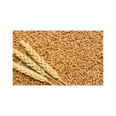 Wheat Grains For Sale Bulk Supplier Selling Premium Quality 100% Organic Wheat / Wheat Grain at Low Market Price - Image 2