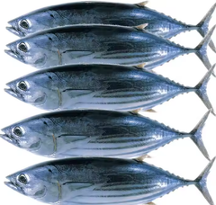 Black Fin Tuna - Image 2