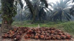 RBD Palm Olein CP10 – product photo 2, product detail gallery