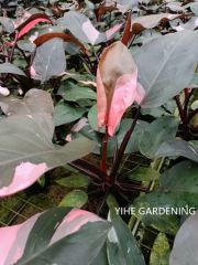 Philodendron Pink Princess Variegated Live Indoor Plants Origin China Feature Evergreen Model NO. PH50710 Properties Nature - Image 3