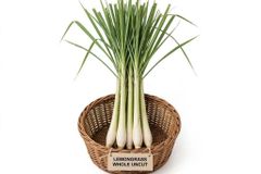 Premium Dried Uncut Lemongrass from the Caribbean – product photo 1, product detail gallery