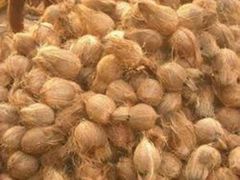 Semi Husked Coconut - Image 3