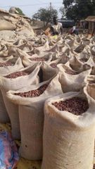 Cocoa Beans – product photo 4, product detail gallery