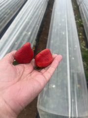 Premium Fresh / Frozen Fruits & Veg (IQF / Whole / Sliced / Diced) – product photo 4, product detail gallery