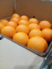 FRESH NAVEL ORANGE FOR SALE!! CLASS 1 EXPORT QUALITY NAVEL ORANGES FOR EXPORT NOW – product photo 1, product detail gallery