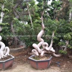 Odd Roots Ficus Live Ficus Plant - Image 4