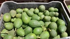 Avocado - Image 4