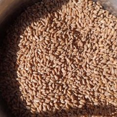 Organic Wheat grain for sale High Standard Wheat grain with excellent nutritional content and clean appearance in Bulk – product photo 5, product detail gallery