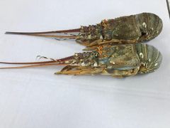 FROZEN LOBSTER WHOLE – product photo 5, product detail gallery