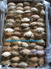 Premium Dried Crab Shell Eco- Friendly for Stuffing & Decoration - Image 3