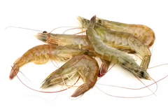 Fresh Shrimps Available Type Shrimp Style Fresh Content food Address London Weight (kg) 0.4 Manufacturer OEM Specification - Image 3