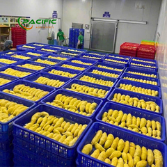 Frozen Durian Premium Quality Wholesale - Image 7