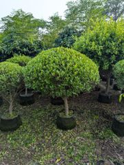 Semi ficus football shaped available for export big stock available like ficus nitida and panda ficus - Image 1