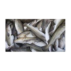 Fresh Whole Fresh Cod Skrei Fish Fish Ready For Export. - Image 5