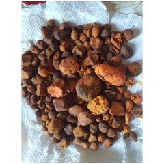 Natural and Pure top Quality Ox Gallstones Cattle Gallstones Cow Gallstones Buy Cow Gall Stones for sale. - Image 1