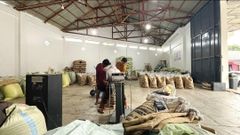 Arabica Gayo Coffee Green Beans Specialty – product photo 4, product detail gallery